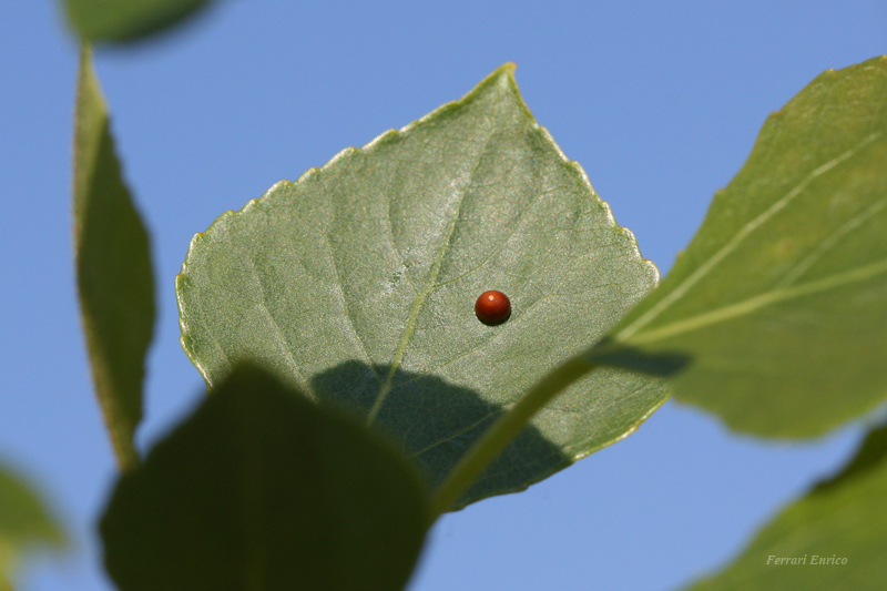 Cerura vinula!